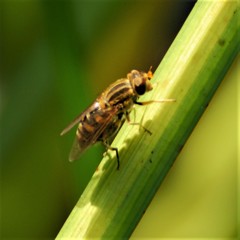 Parhelophilus