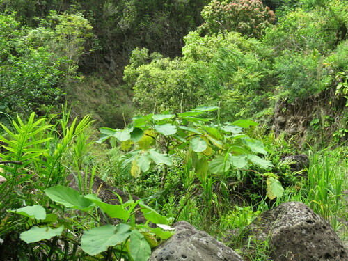 Piper auritum - Leaves