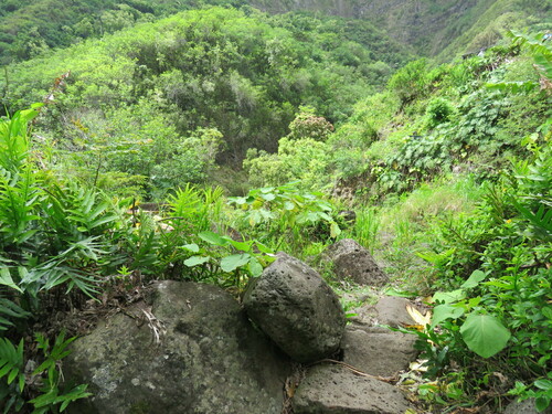 Piper auritum - Leaves