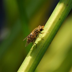 Parhelophilus