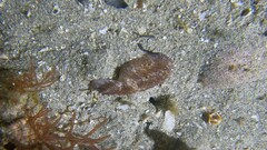 Thysanozoon brocchii