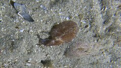 Thysanozoon brocchii