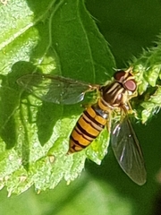 Episyrphus viridaureus