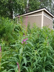 Chamaenerion angustifolium