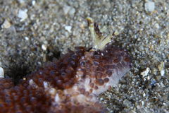 Thysanozoon brocchii