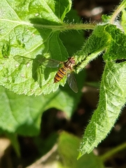 Episyrphus viridaureus