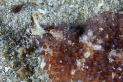 Thysanozoon brocchii