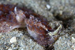 Thysanozoon brocchii