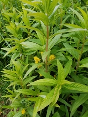 Lysimachia thyrsiflora