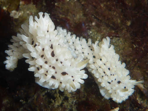 Salt-and-pepper Doris