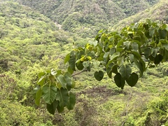 Hura polyandra