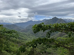 Hura polyandra