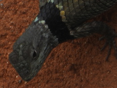 Sceloporus mucronatus