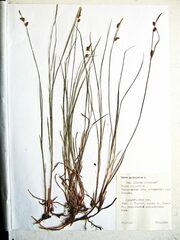 Carex globularis