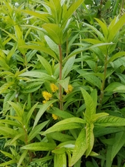 Lysimachia thyrsiflora