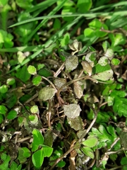 Lobelia perpusilla