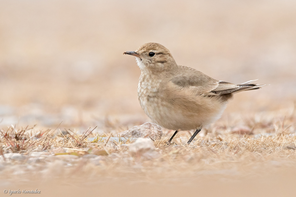 Short-billed Miner photo