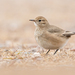 Short-billed Miner - Photo (c) ignacio_hernandez, some rights reserved (CC BY-NC), uploaded by ignacio_hernandez