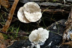 Clitocybe semiocculta