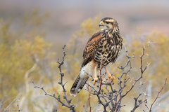 Parabuteo unicinctus