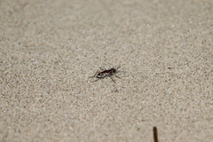 Cicindela bellissima