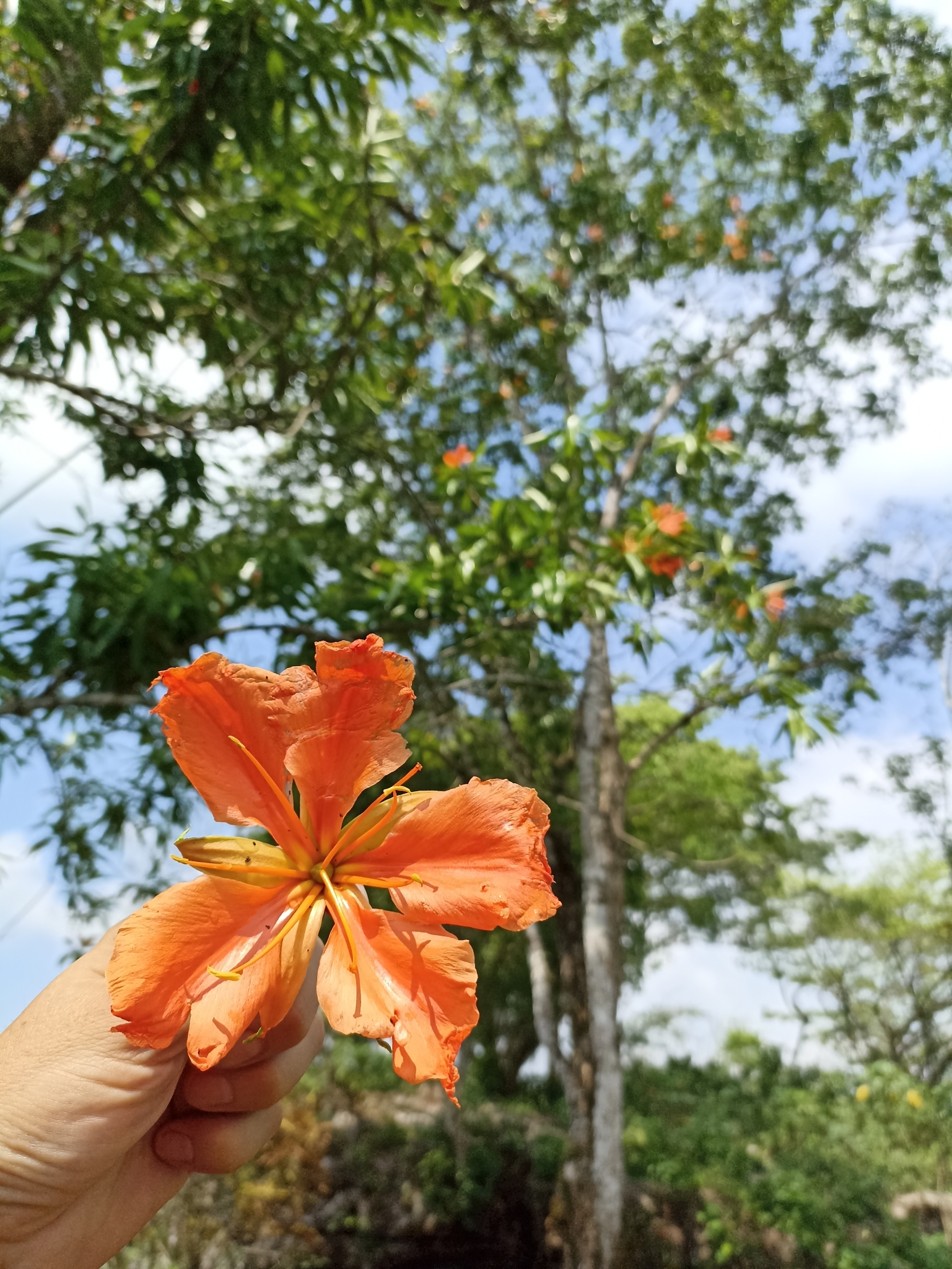 Imagem de Flor-de-maio