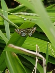 Potamomusa midas