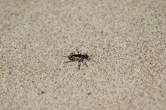 Cicindela bellissima