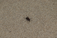 Cicindela bellissima