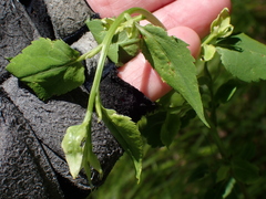 Ophiomyia parda