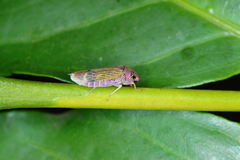 Oncometopia facialis