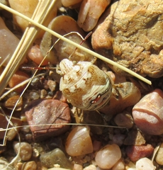 Thyanta custator accerra