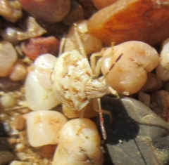 Thyanta custator accerra