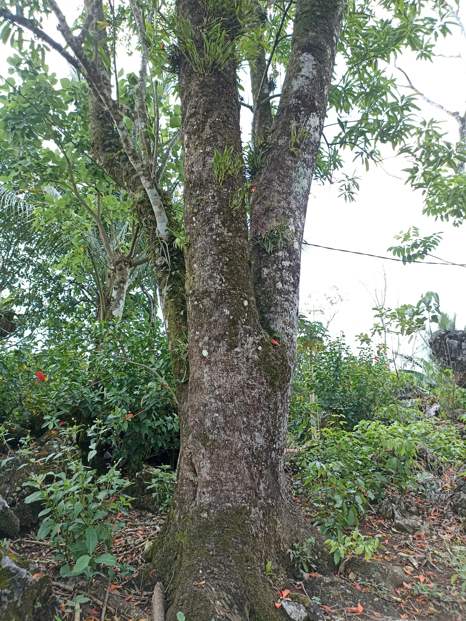 Imagem de Flor-de-maio