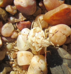 Thyanta custator accerra