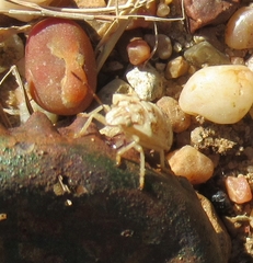 Thyanta custator accerra