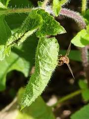 Episyrphus viridaureus