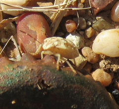 Thyanta custator accerra