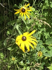 Rudbeckia hirta