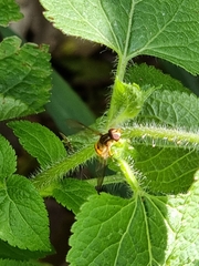 Episyrphus viridaureus