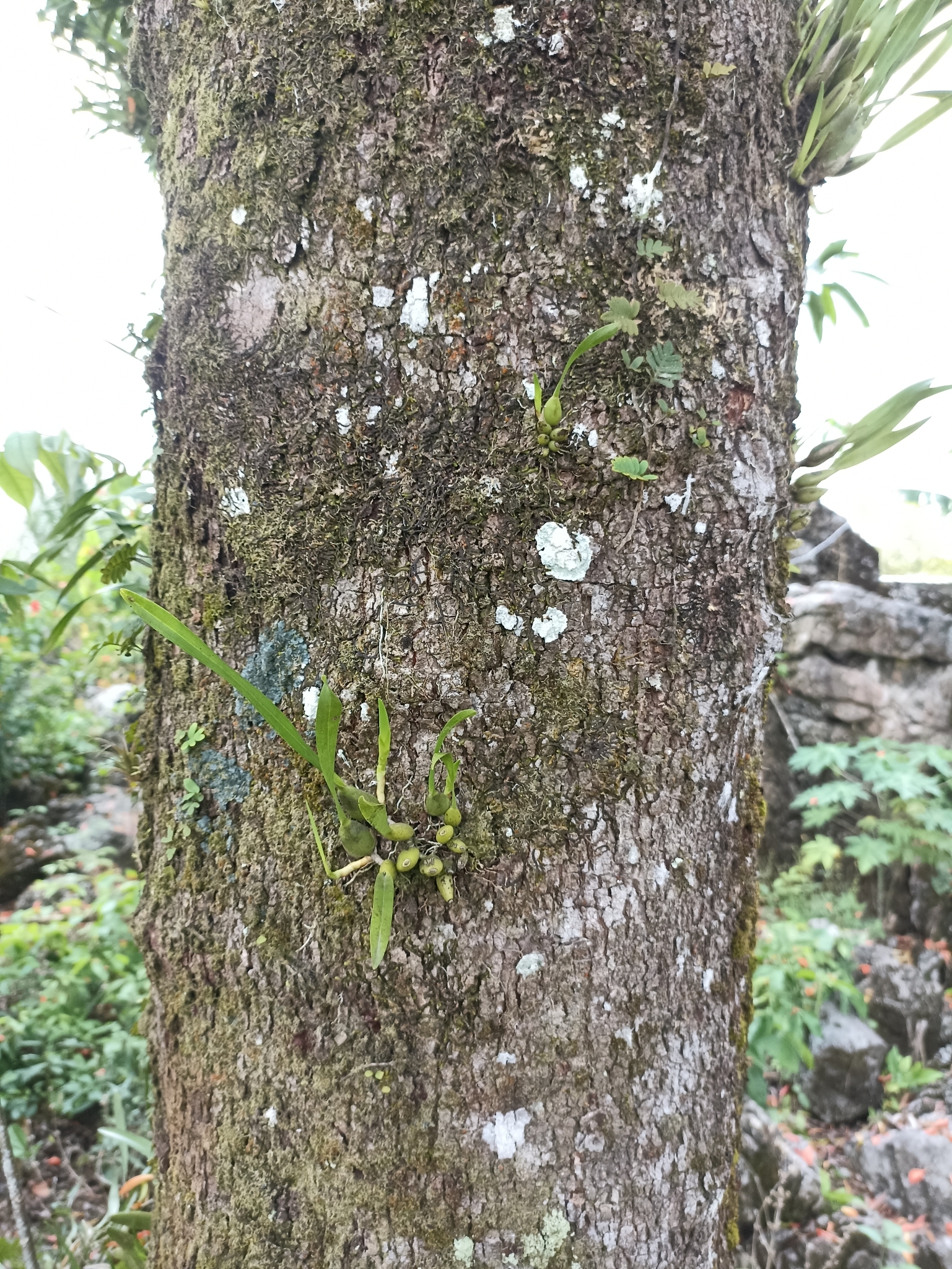 Imagem de Flor-de-maio