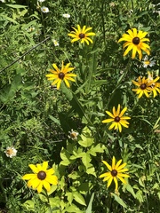 Rudbeckia hirta
