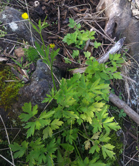 Ranunculus urvilleanus