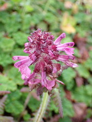 Pedicularis refracta transmorrisonensis