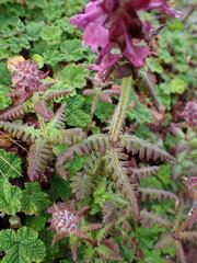 Pedicularis refracta transmorrisonensis