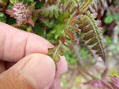 Pedicularis refracta transmorrisonensis