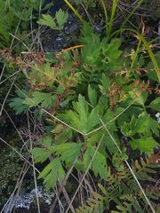 Ranunculus urvilleanus