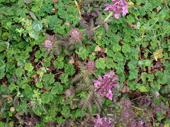 Pedicularis refracta transmorrisonensis