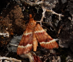 Stemmatophora combustalis