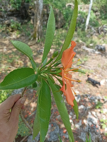 Foto de Flor-de-maio